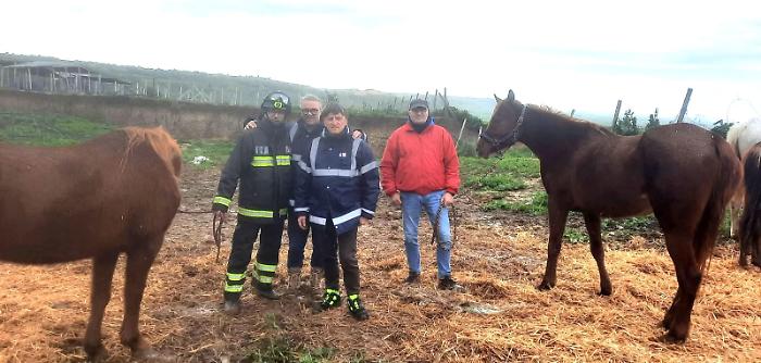 Frana a Niscemi: collina si sgretola per oltre 4 chilometri, gregge e cavalli tratti in salvo