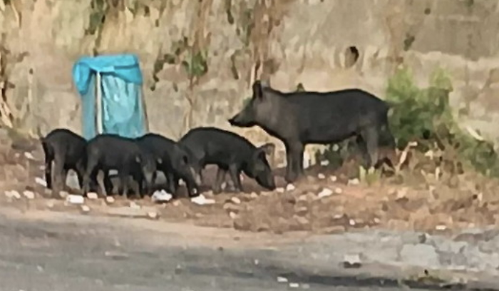 Modica, attaccato da scrofe e cinghiali: la testimonianza di un cittadino salvatosi per il sangue freddo