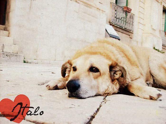 Il cane Italo che accompagnava i bambini a scuola, quindici anni dopo Scicli ricorda la memoria di un testimone del suo tempo