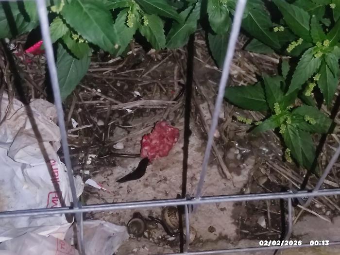 Villaggio Jungi a Scicli, rinvenuti 13 bocconi sospetti