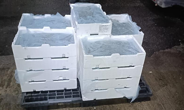 Trasporto illecito di pesce sottomisura, sequestrati 110 chili di novellame di sarda agli imbarcaderi di Messina