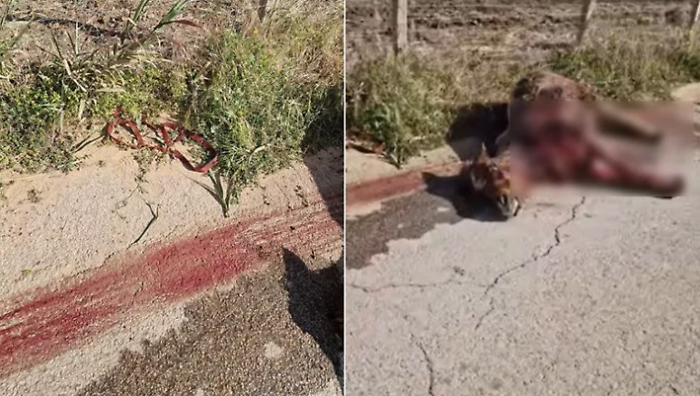 Acate, pony seviziata e trascinata lungo la strada sino a morire: processo nel vivo