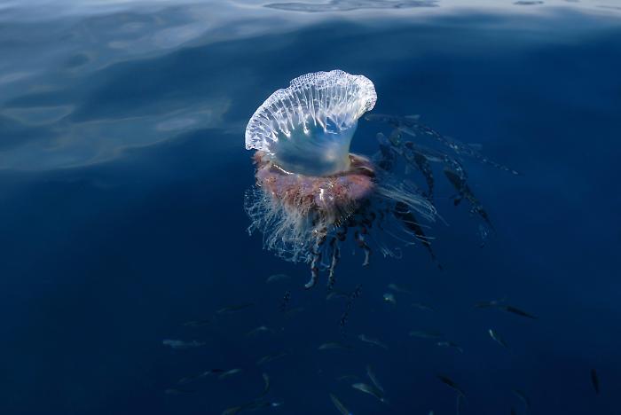 Caravella portoghese avvistata a Favignana: allerta nelle acque siciliane