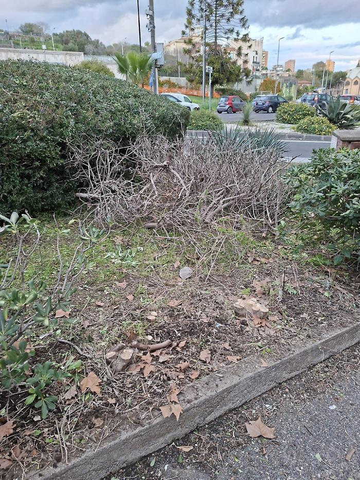 Erbacce nelle aiuole del Tondo Gioeni