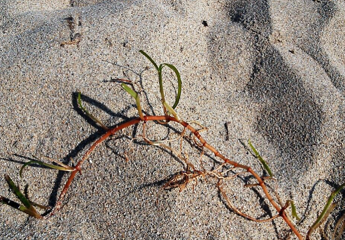 "Salvaguardare la Cymodocea nodosa spiaggiata per proteggere le nostre coste&rdquo;