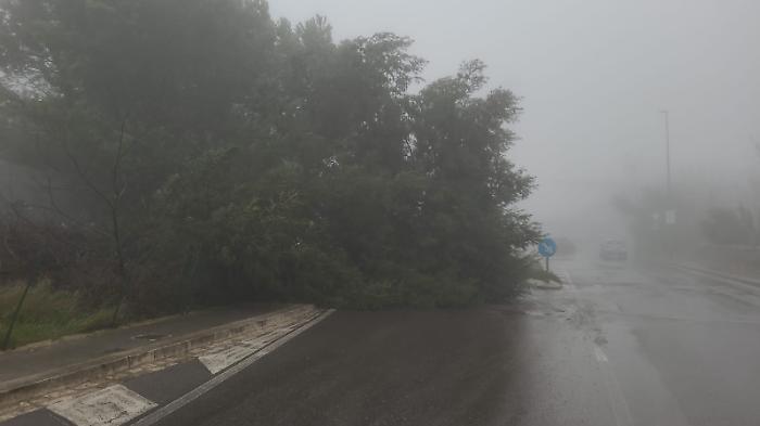 Primi danni del forte vento a Ragusa, cade un albero in zona Selvaggio