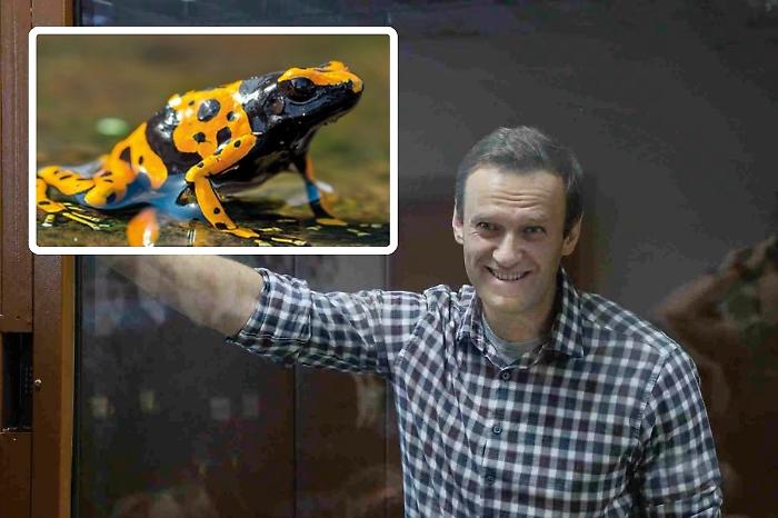 Un veleno esotico delle rane freccia arma segreta per uccidere Navalny? l'indagine che inchioda Putin e la Russia