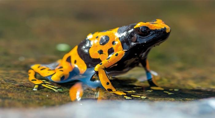 Pochi centimetri ma un veleno iper potente: ecco la rana freccia il  killer (a sua insaputa) di Putin