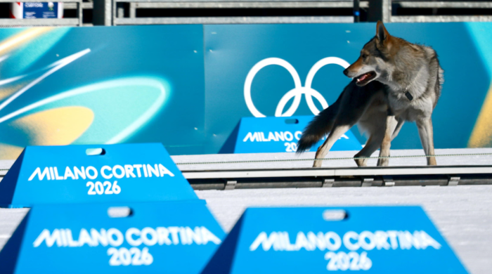 Invasione alle Olimpiadi, un cane lupo interrompe le qualifiche dello sci di fondo