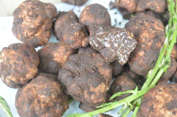 La raccolta, i luoghi, il borsino. L'ottima annata dei tartufi siciliani       