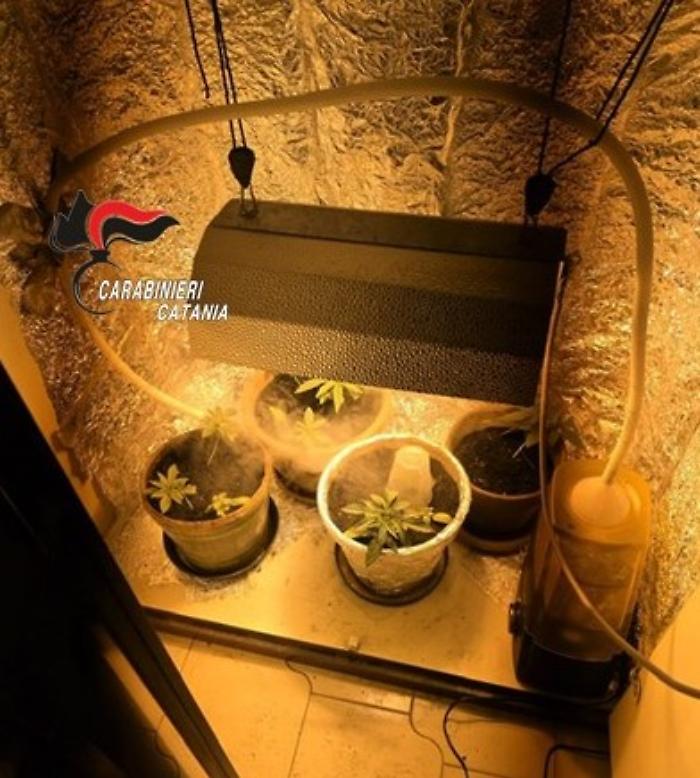 Finestra rotta a Catania: lite familiare e scoperta choc, una serra di marijuana nell'armadio