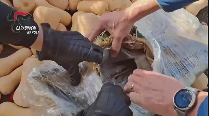 Da Barcellona a Capua: camion fermato al casello con 387 kg di hashish nascosti tra le zucche