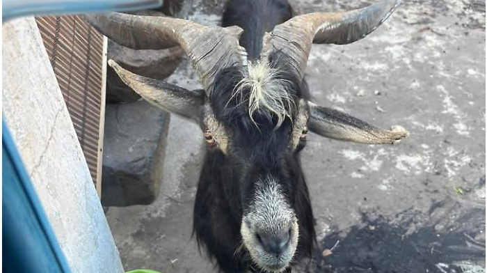 Le caprette selvatiche di Stromboli e Alicudi saranno catturate: interventi per preservare le due isole