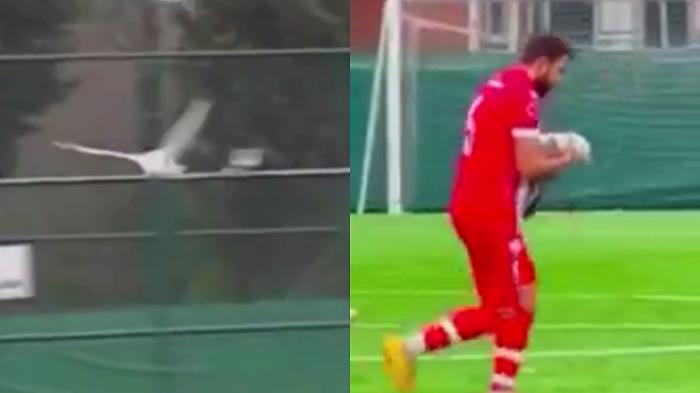 Pazzesco in Turchia, gabbiano viene abbattuto da una pallonata e un calciatore lo rianima. Il video virale