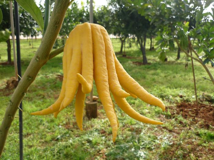 Perch&eacute; l&rsquo;arancia &egrave; rossa e la navel ha l&rsquo;ombelico? Il festival che svela i segreti nascosti degli agrumi, tra scienza e cucina