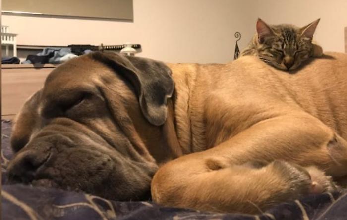 A Misterbianco un cimitero per gli animali, il Consiglio dice s&igrave;: &laquo;Segno di civilt&agrave; e modernit&agrave;&raquo;