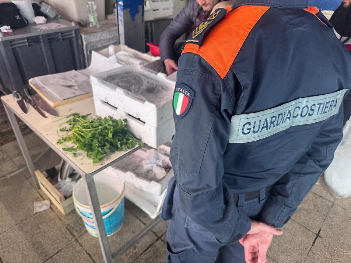 La Guardia costiera al mercato Sant&rsquo;Orsola: sequestrati 23 chili di pesce