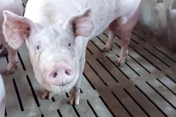 Rilevato in Spagna un caso di peste suina nell'uomo, l'Oms: &laquo;Rischio nella popolazione molto basso&raquo;