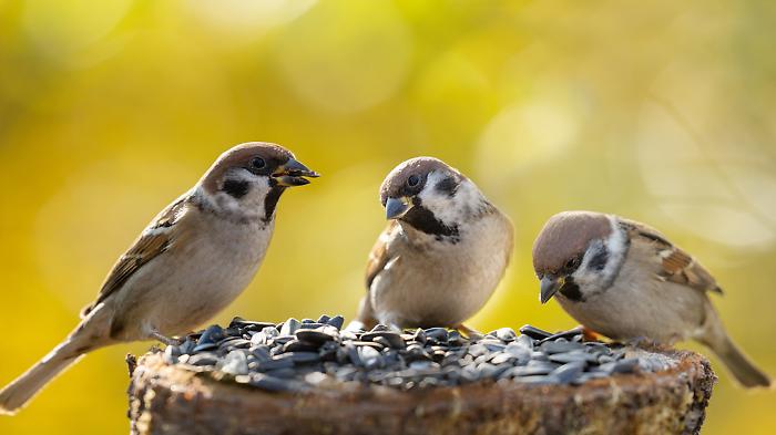 Scoglitti, gli uccelli sequestrati nelle scorse ore potrebbero tornare liberi a breve