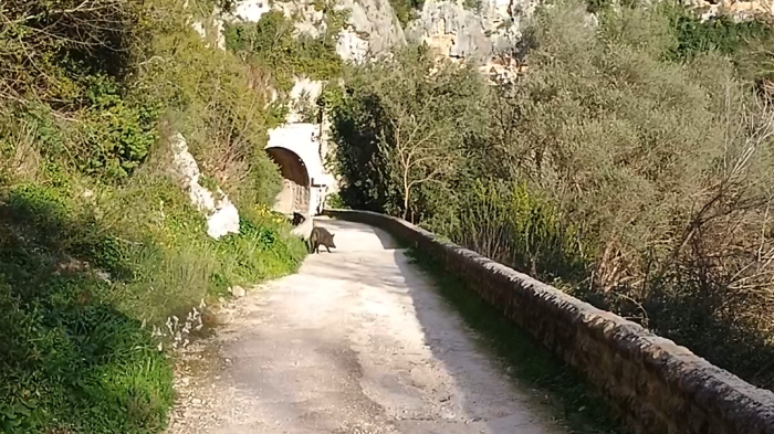 Escursioni con... i cinghiali nella Riserva naturale, un luogo magico che avrebbe bisogno di pi&ugrave; cura