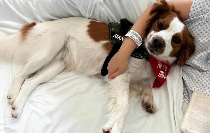 Una zampa sul letto e il dolore si fa pi&ugrave; leggero, cos&igrave; porte aperte all'hospice agli amici a quattro zampe