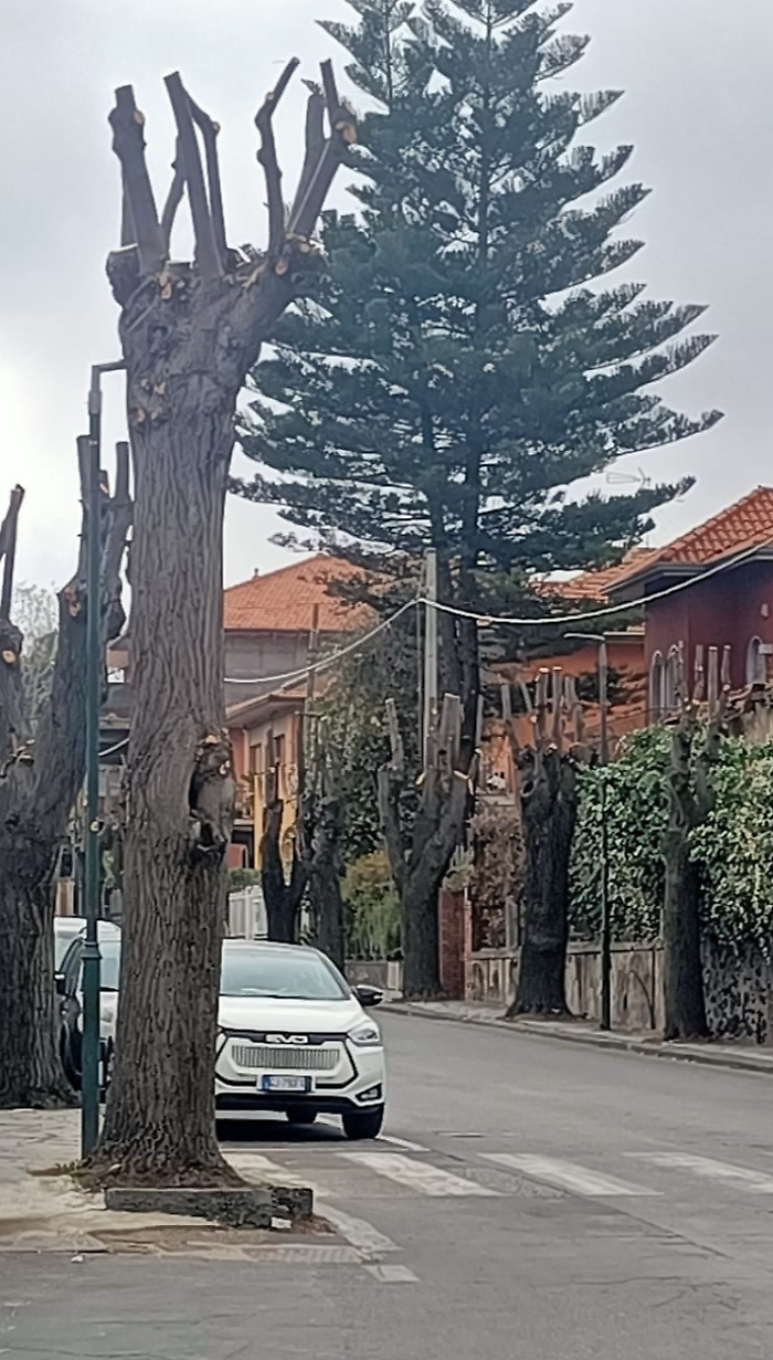 Pedara: alberi capitozzati
