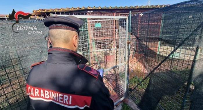 Tartarughe di dubbia provenienza e un corvo imperiale in una pensione per animali: scattano controlli e denuncia