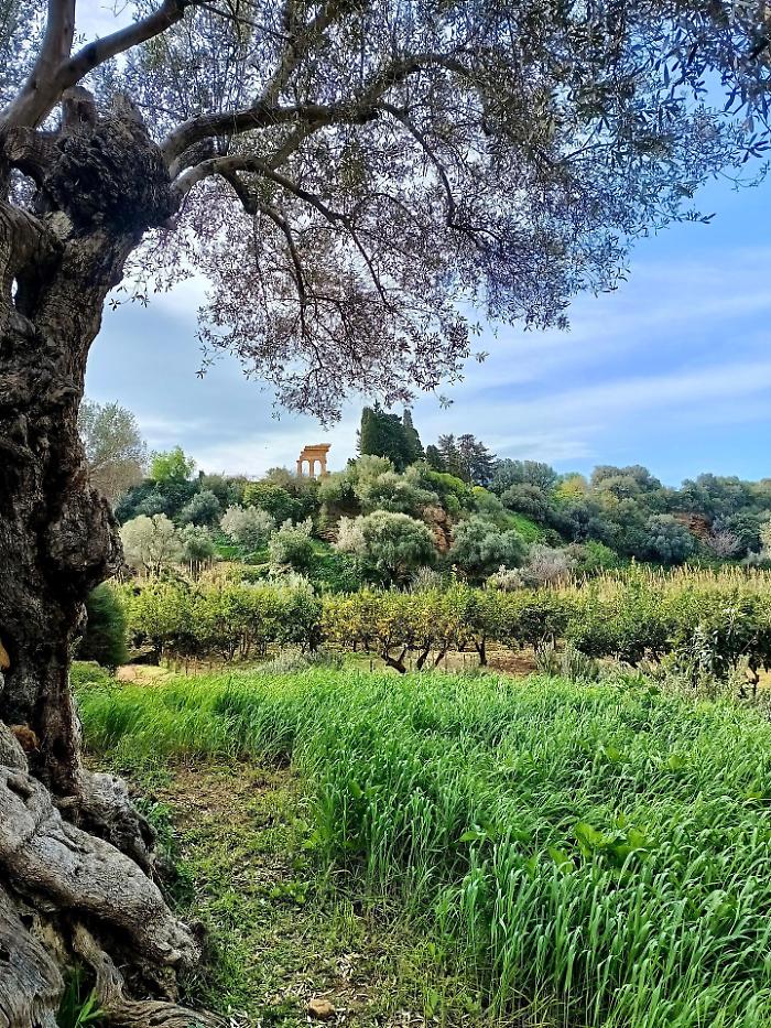 Fai di primavera, il giardino della Kolymbethra di Agrigento tra i 780 luoghi da visitare in Italia