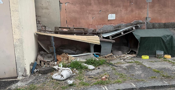 Inseguimenti e aggressioni, alla zona industriale di Catania &egrave; allarme randagismo: &laquo;Ma dare loro da mangiare &egrave; un errore&raquo;