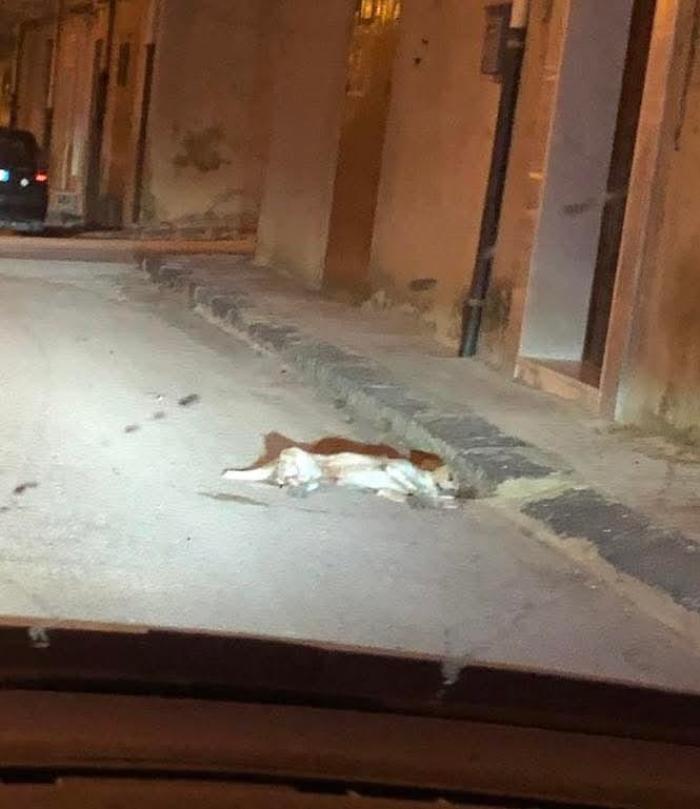 Allarme esche avvelenate: strage di cani e gatti, la denuncia dei volontari