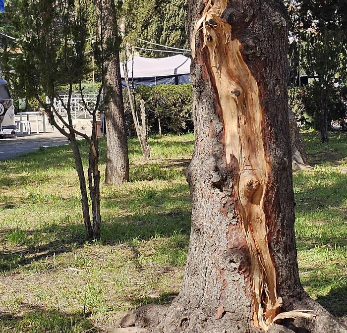 Fulmine centra un albero a Villa Bonfiglio, schegge impazzite tra le bancarelle
