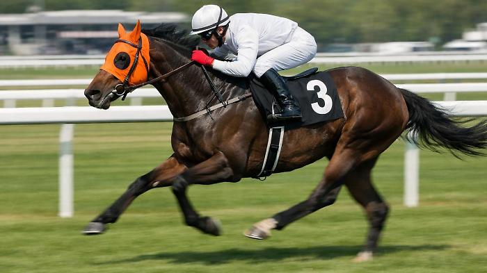 Alla mensa servita al posto del manzo carne di cavallo: la scoperta attraverso un microchip finito tra i denti
