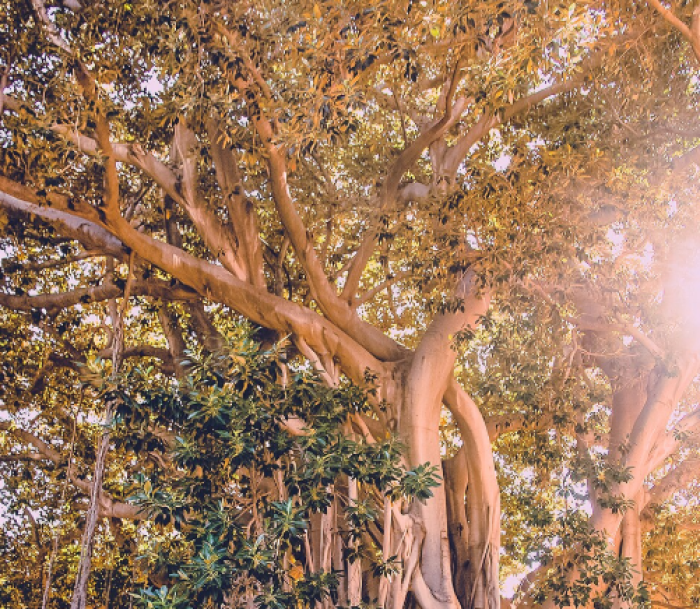 Allarme per il Ficus monumentale a Palermo: "alcuni pezzi potrebbero cadere"