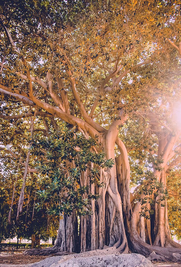 Riaprono Villa Garibaldi e Villa Giulia, il Comune: "Salveremo il ficus di piazza Marina, vivr&agrave; altri 170 anni"