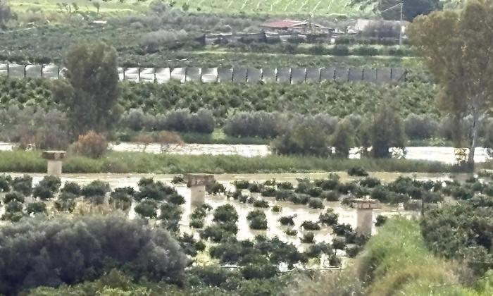 Fiume Platani esondato, agrumeti sott'acqua: incubo marciume radicale