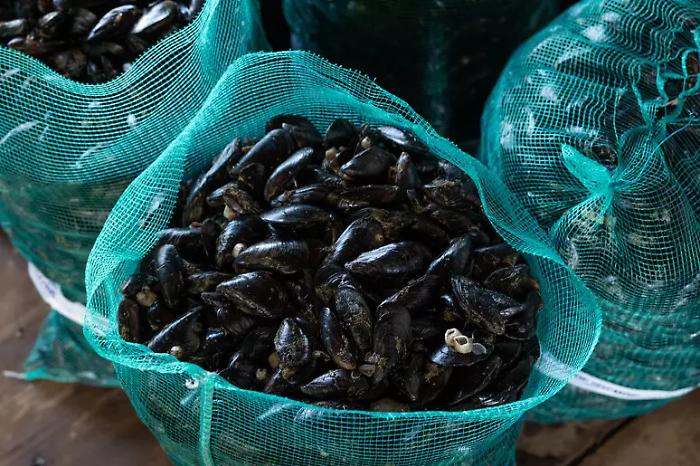 Allarme degli infettivologi per epatite A in aumento: dopo il focolaio in Campania altre zone a rischio per contaminazioni fecali