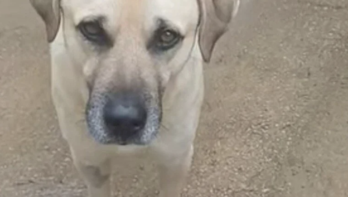 A Marina di Ragusa la petizione per fare tornare libero Ciccio, il cane di quartiere