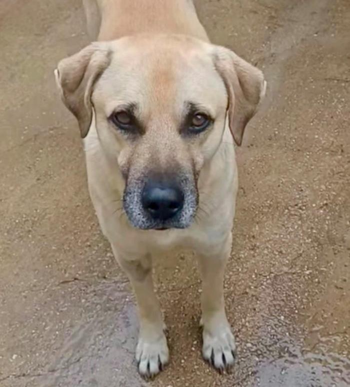 Marina di Ragusa, il cane di quartiere Ciccio reimmesso in libert&agrave;