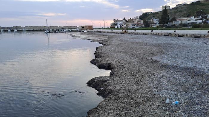 Sos Posidonia tra ombre e ritardi: "Basta Immobilismo". Il sindaco sfida la Regione e invoca trasparenza