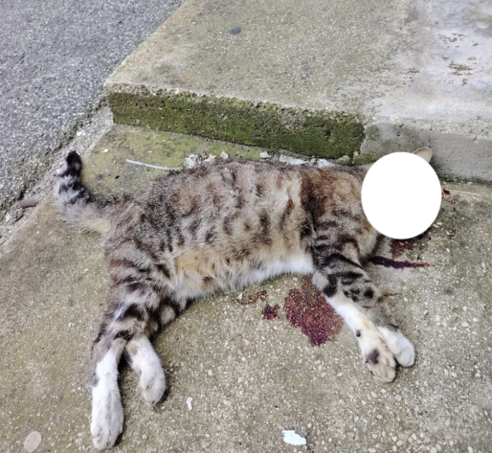 Vittoria, ma chi &egrave; l'avvelenatore di gattini?