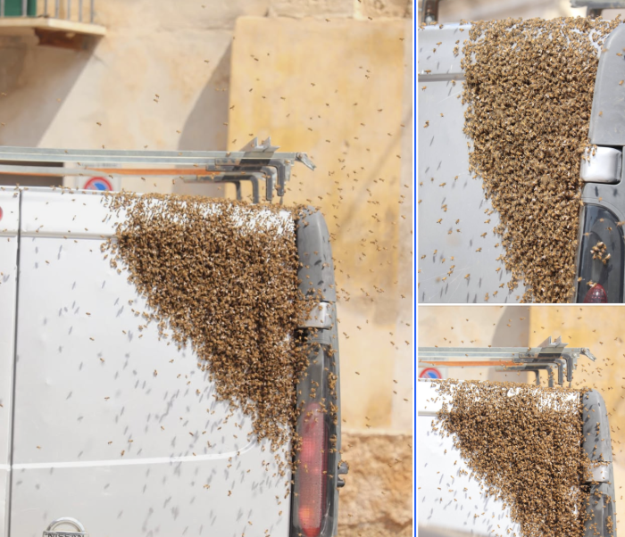 Modica, il furgone liberato dallo sciame d'api grazie a un esperto del settore