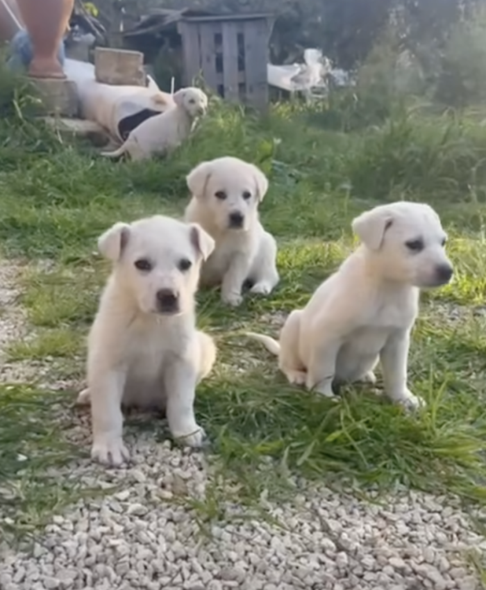 Modica, cuccioli abbandonati nella spazzatura e ora un appello affinch&eacute; qualcuno li adotti