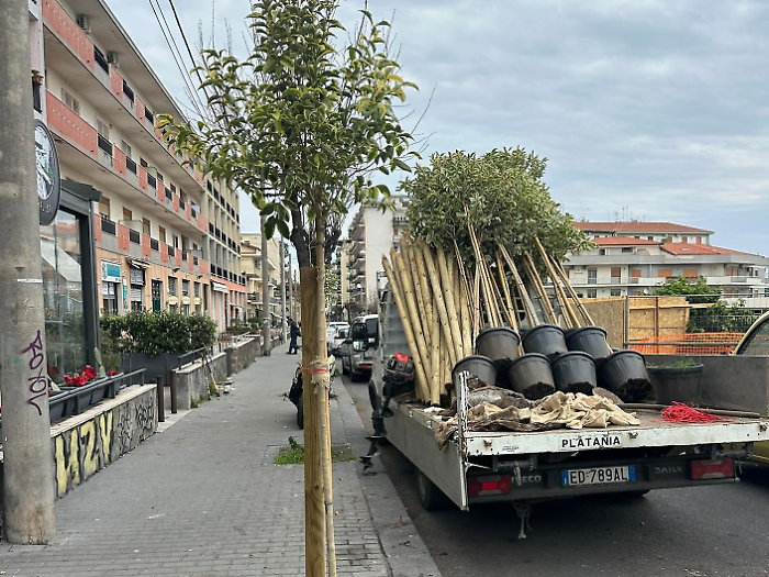 Pi&ugrave; verde ad Acireale: partono oggi i lavori per piantumare 71 nuovi alberi