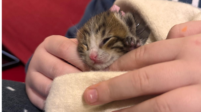 A Catania un gattino cerca riparo dal freddo, ma rimane incastrato nell'auto: salvato dai vigili del fuoco 