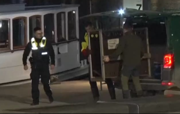  Lupo semina il panico ad Amburgo e morde una donna: terrore tra le vetrine