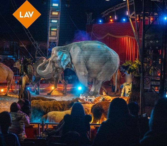 Scicli, circo installato senza autorizzazioni: bloccata ogni esibizione