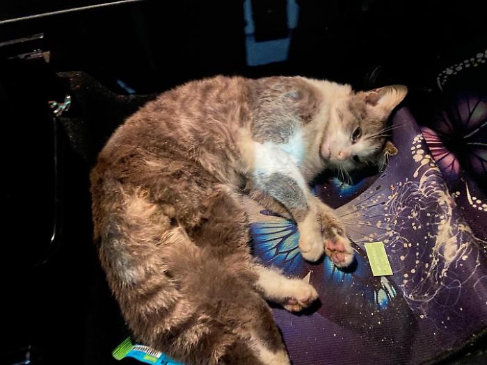 Santa Croce, la gattina vittima di incidente e la pietosa sepoltura