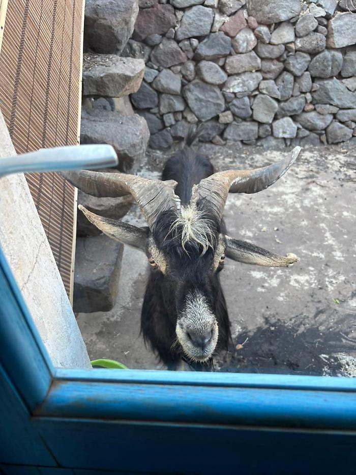 Capre inselvatichite, 230 trasferite: la regione accelera il piano di eradicazione a Ginostra e Stromboli