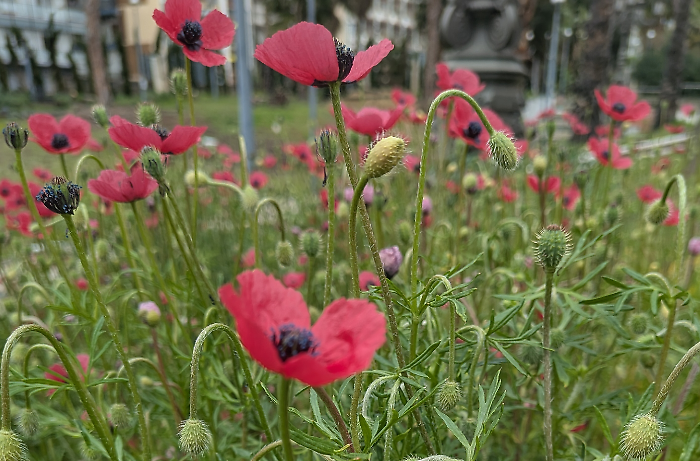 Pasqua, picnic e pollini: perch&eacute; per milioni di italiani la primavera pi&ugrave; attesa pu&ograve; diventare la pi&ugrave; difficile