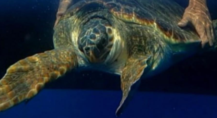 Eirene torna libera: la Guardia costiera di Milazzo lascer&agrave; in mare l'esemplare